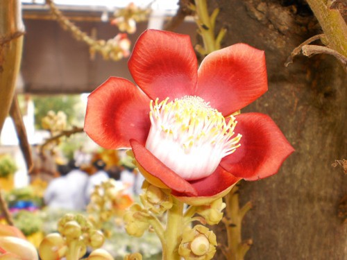 Tp Hcm Khoa Tu Chanh Niem Chua Lien Tri