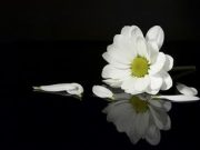 Thư cảm tạ của TT.Thích Quang Thạnh & gia đình