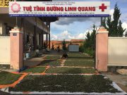 PS : Tuệ Tĩnh Đường Linh Quang – Những Thang thuốc nghĩa tình