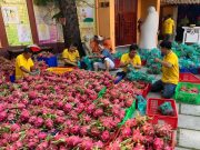 TP.HCM: Giới Phật giáo TP giải cứu Thanh Long, giúp bà con nông dân