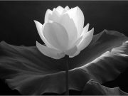 PTVN phân ưu: Thân mẫu TT.Thích Chân Quang vừa qua đời