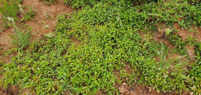 93223181_1620303891456881_7177612893964206080_n