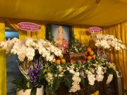 TP.HCM: HT.Thích Minh Nghĩa – Viện chủ Chùa Từ Minh (Q.3), chùa Quảng Đức (Q.12) viên tịch.