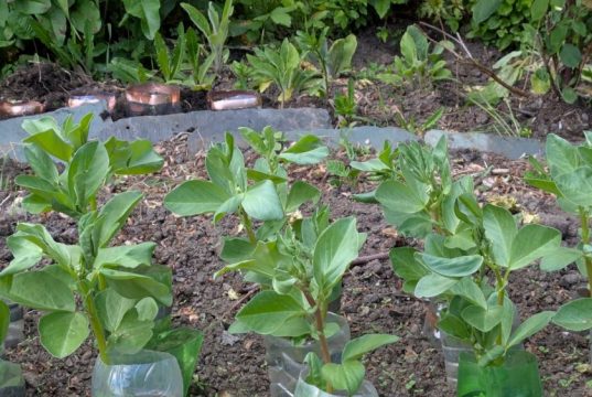 Khả năng kỳ diệu của sự lặp lại: Chính niệm trong khu vườn