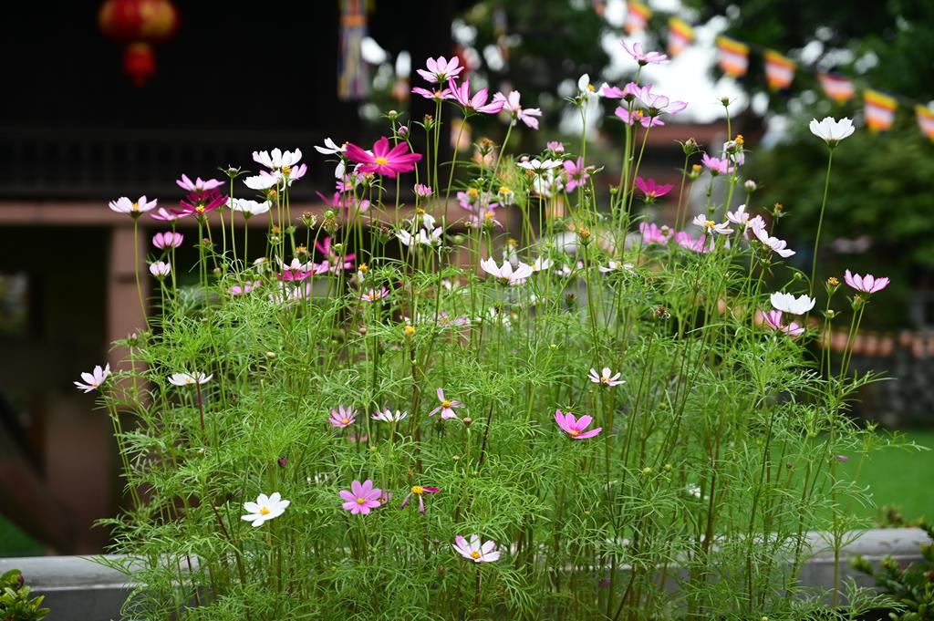 Hải Phòng: Lễ Khánh thọ đầu xuân mới Bính Ngọ – 2026 tại Tổ đình Phổ Chiếu插图69